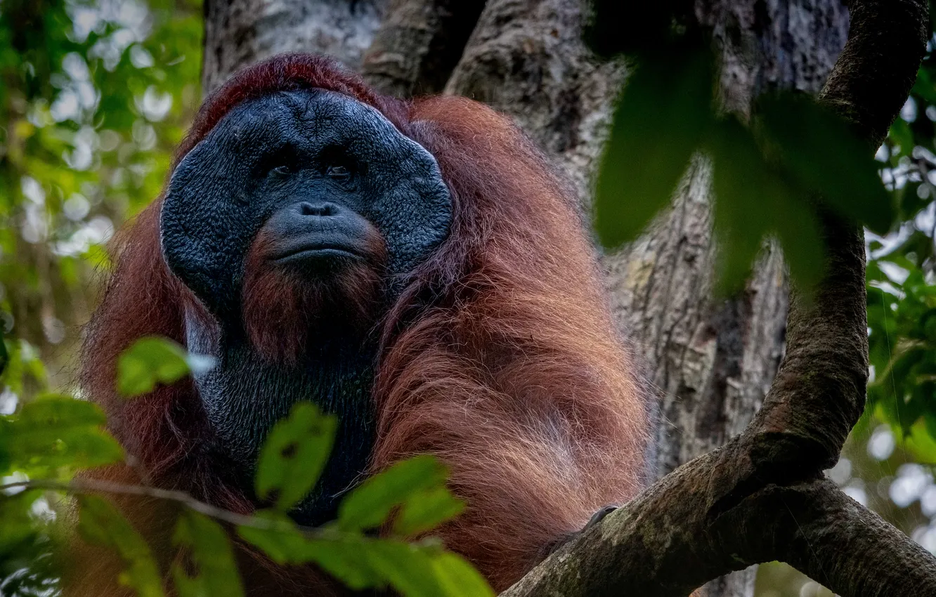 Photo wallpaper jungle, Orangutan, Primate