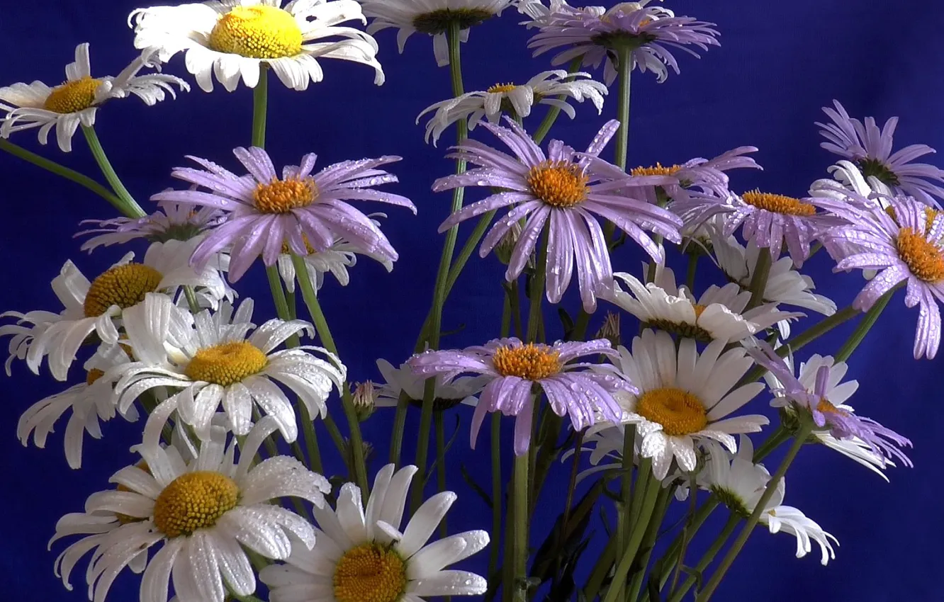 Photo wallpaper summer, flowers, chamomile