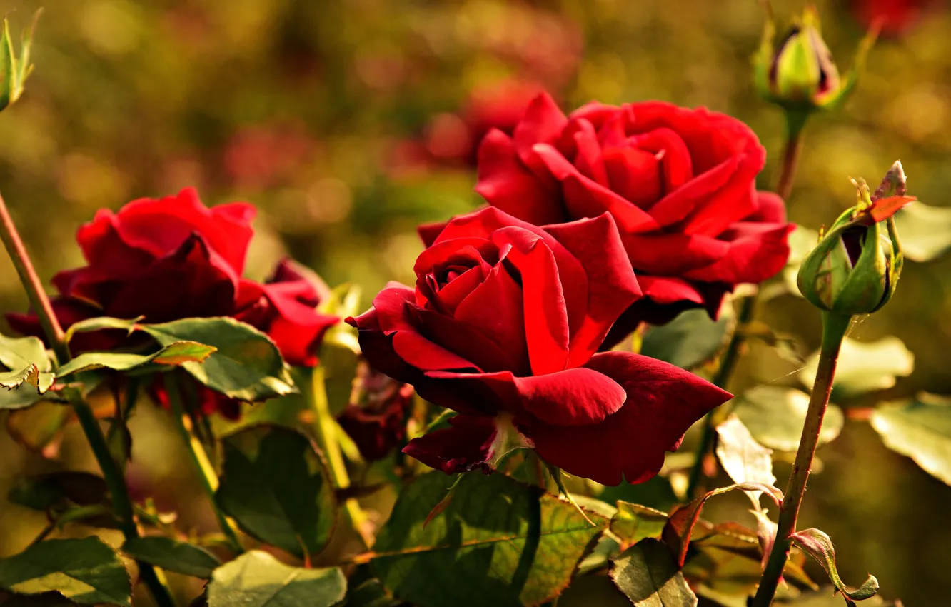 Photo wallpaper flowers, red, background, bright, roses, garden, stem, the bushes