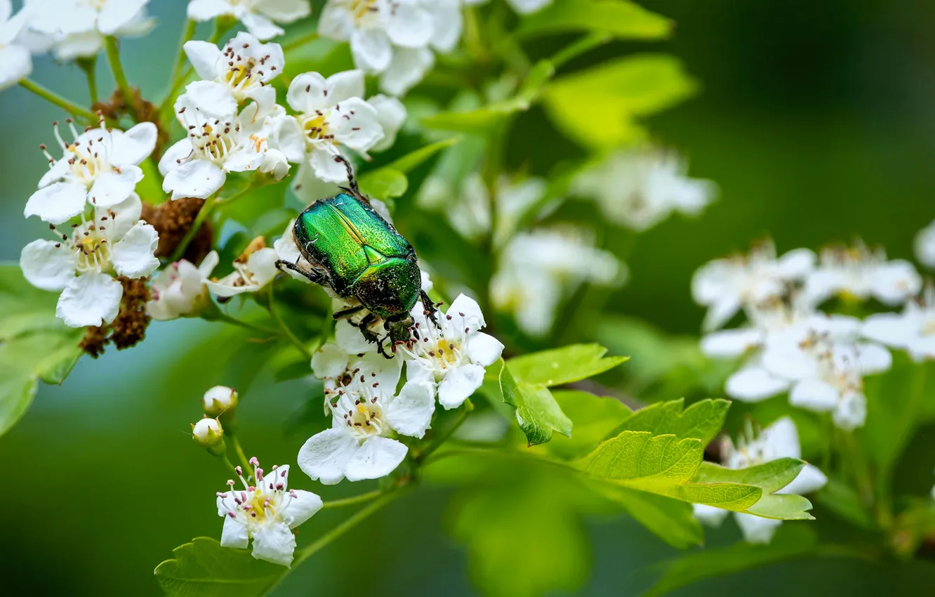 Photo wallpaper flowers, beetle, spring, chafer