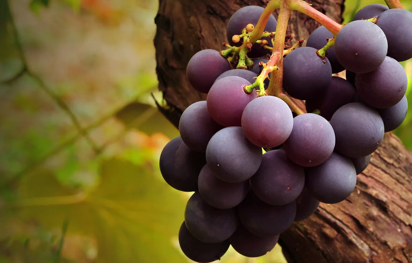 Photo wallpaper macro, harvest, grapes, vine
