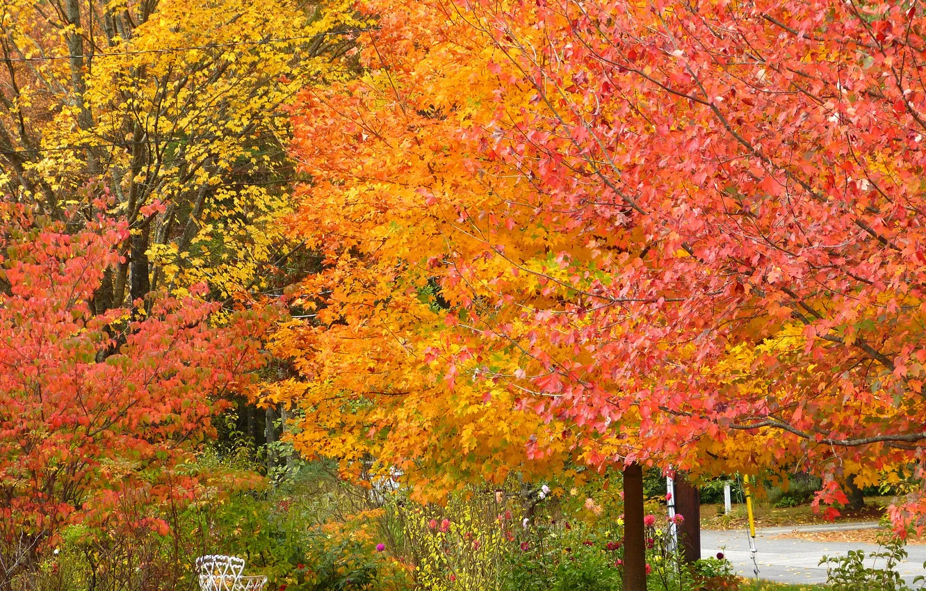 Photo wallpaper autumn, trees, Park, bench