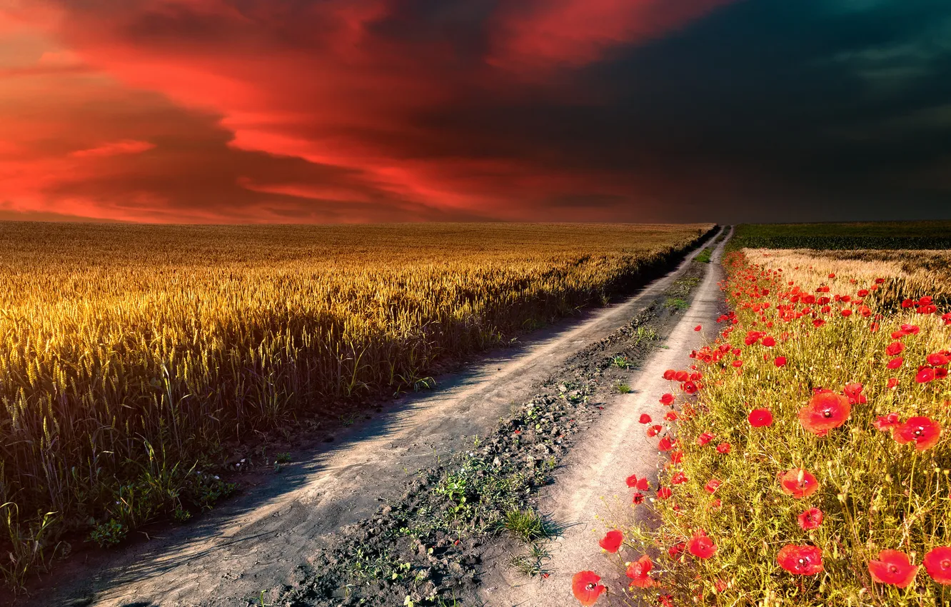 Photo wallpaper road, field, landscape