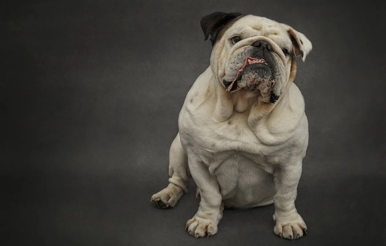 Photo wallpaper look, each, dog, British Bulldog