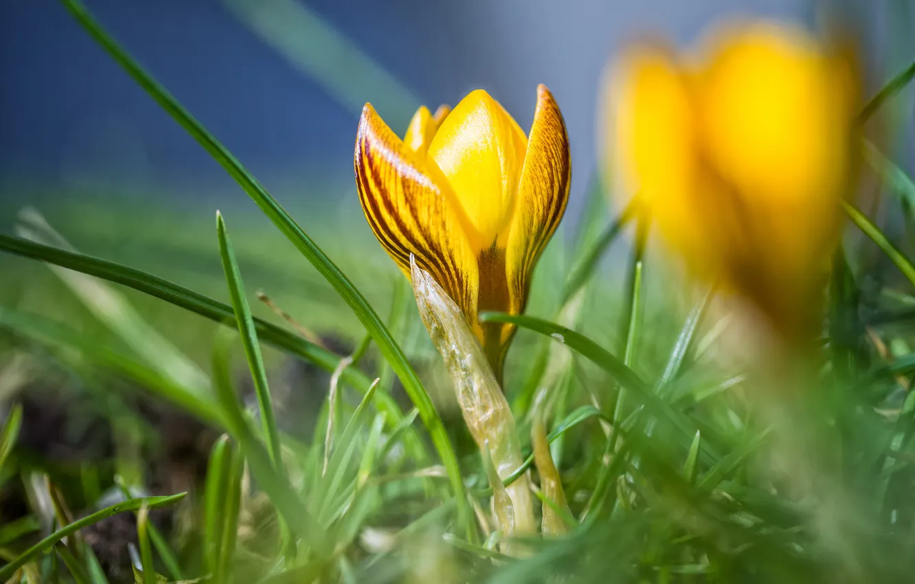 Photo wallpaper greens, flowers, yellow, spring, crocuses
