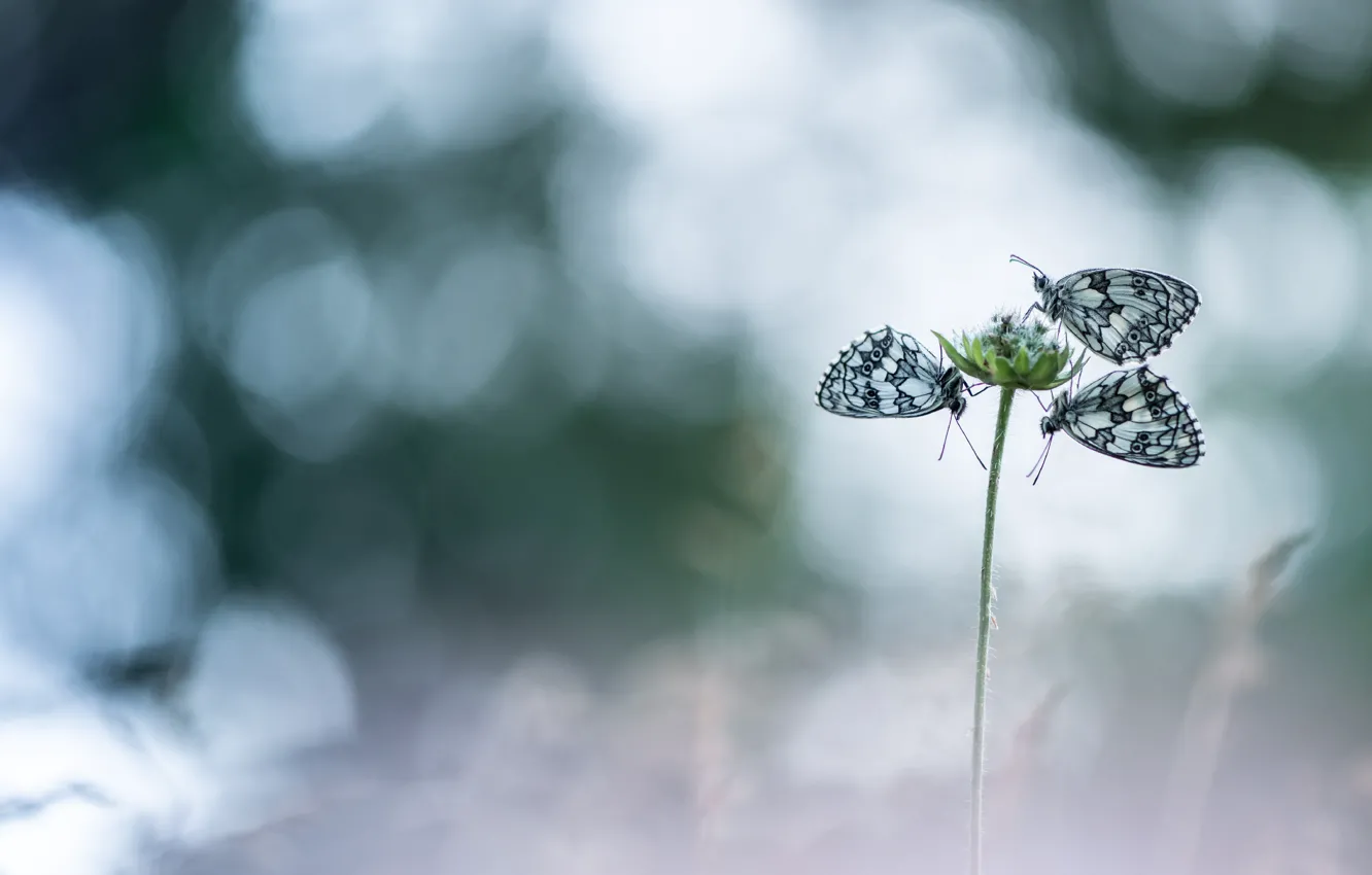 Photo wallpaper butterfly, three, bokeh