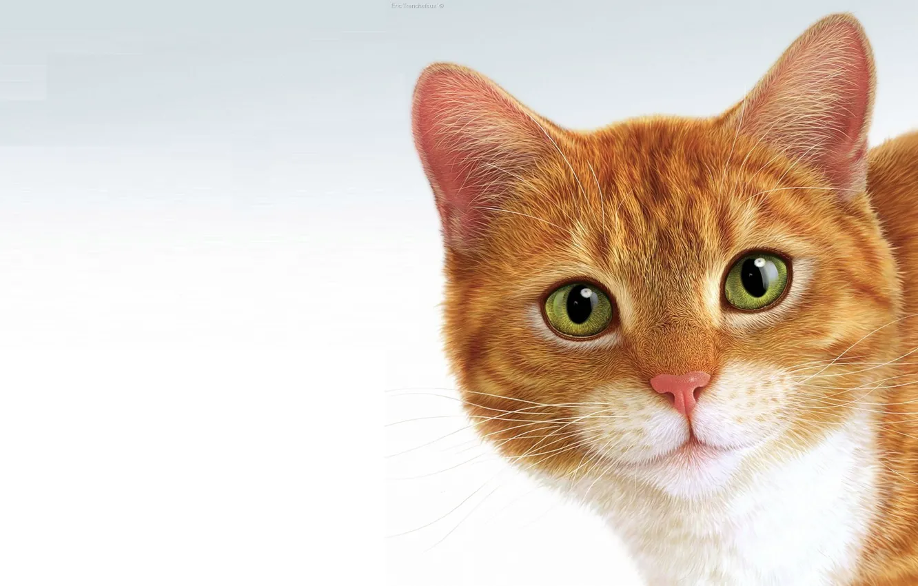 Photo wallpaper cat, minimalism, pussy, ginger, Eric Tranchefeux