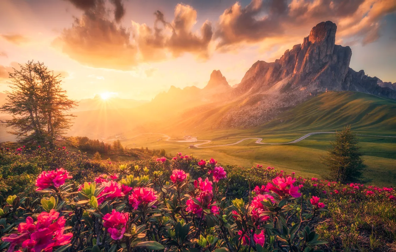 Photo wallpaper road, field, the sky, the sun, clouds, rays, light, flowers