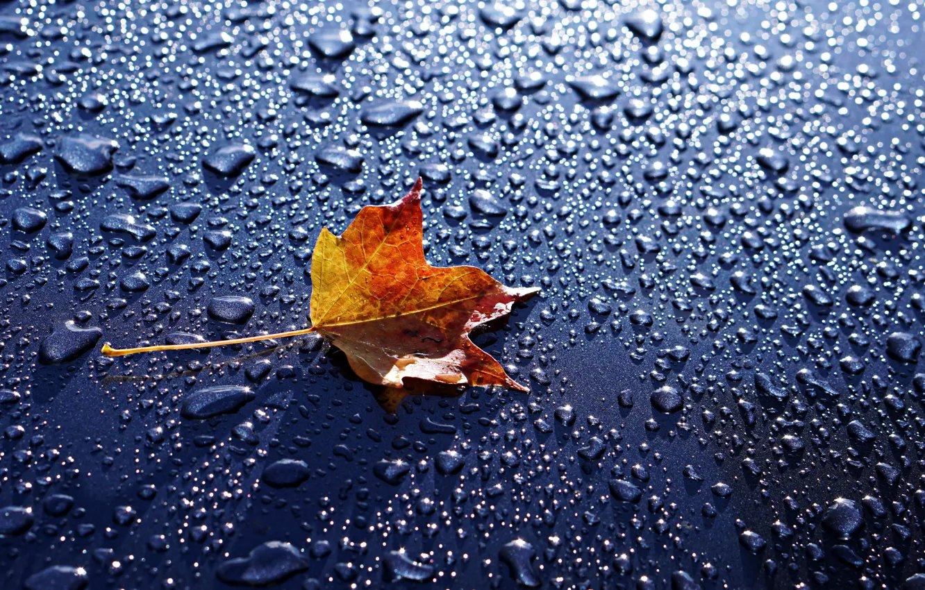 Photo wallpaper water, drops, macro, background, leaf, maple leaf, water drops