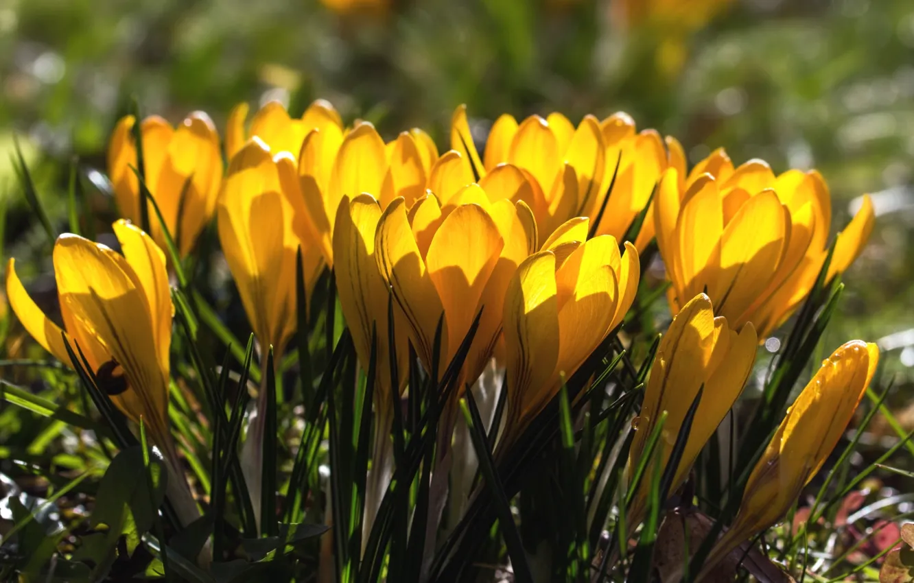 Photo wallpaper yellow, spring, crocuses