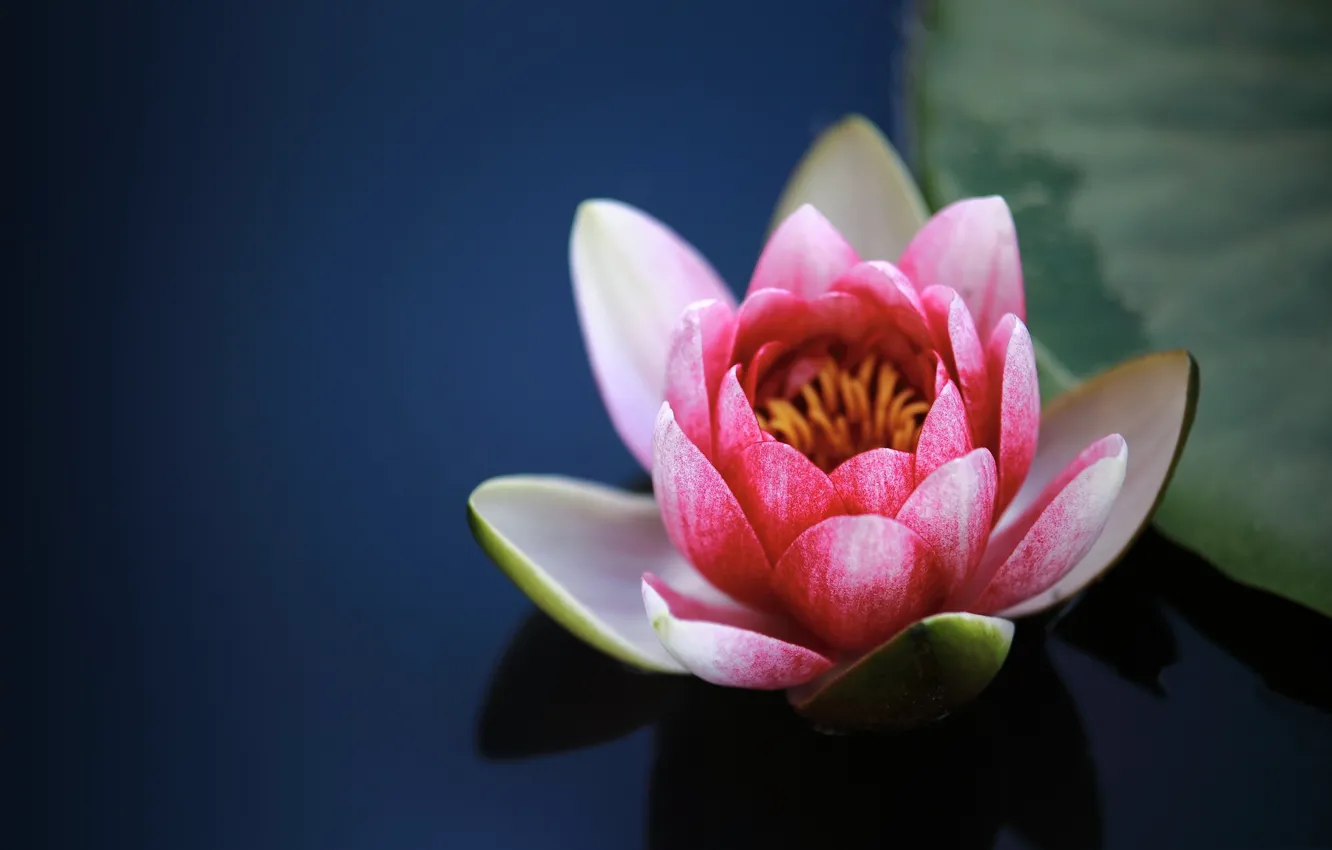 Photo wallpaper water, petals, Lily, water Lily