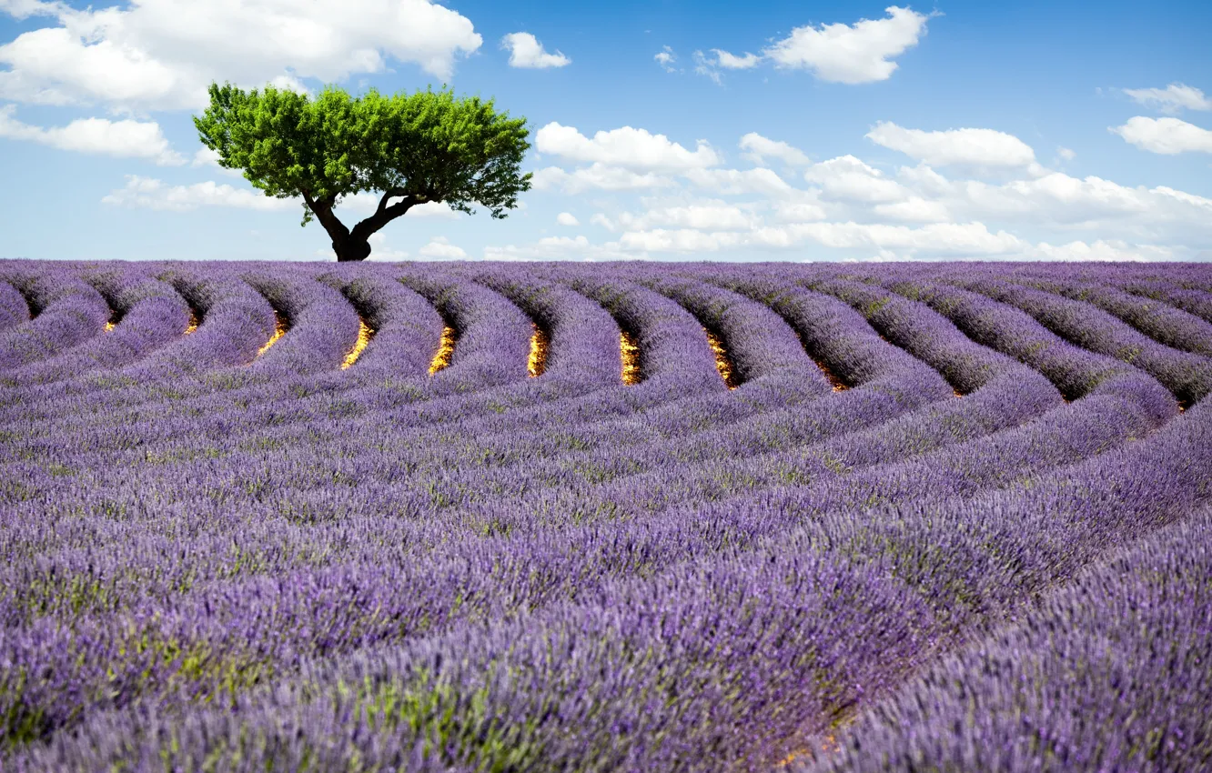 Photo wallpaper field, the sky, clouds, trees, flowers, nature, lavender