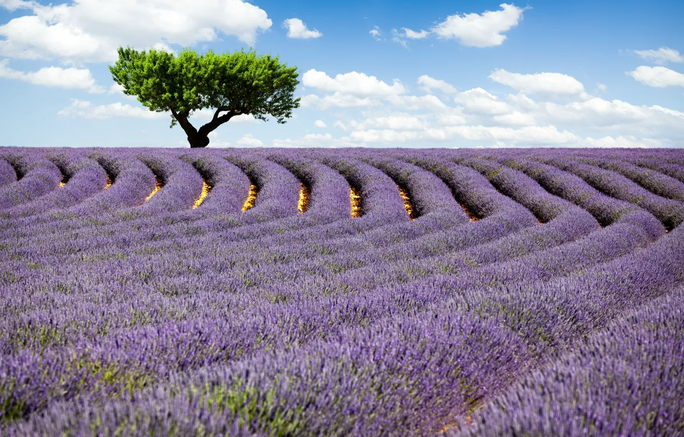 Photo wallpaper field, the sky, clouds, flowers, nature, tree, lavender