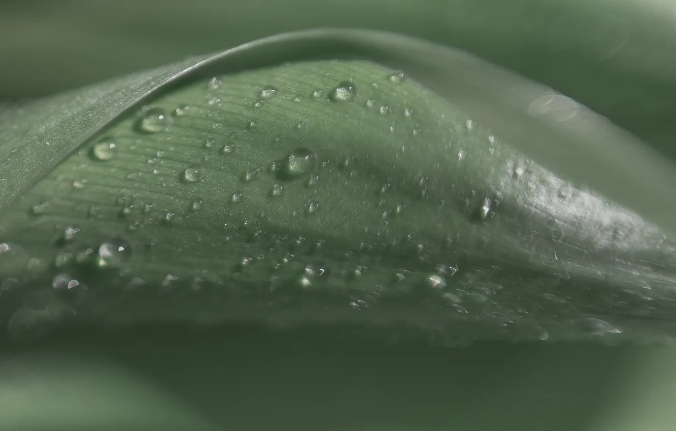 Photo wallpaper macro, Rosa, leaf, raindrops