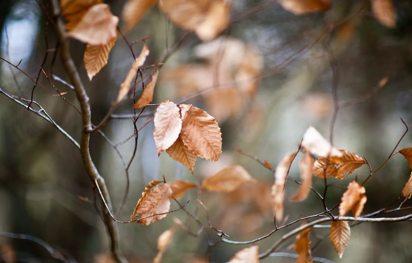 Photo wallpaper autumn, leaves, macro, branches