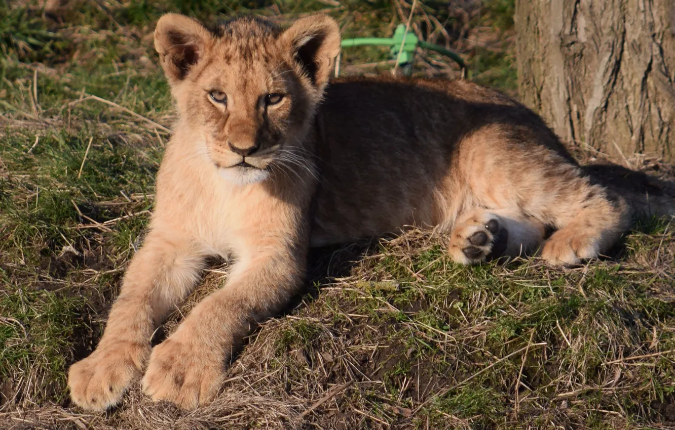 Photo wallpaper nature, animal, baby, lion