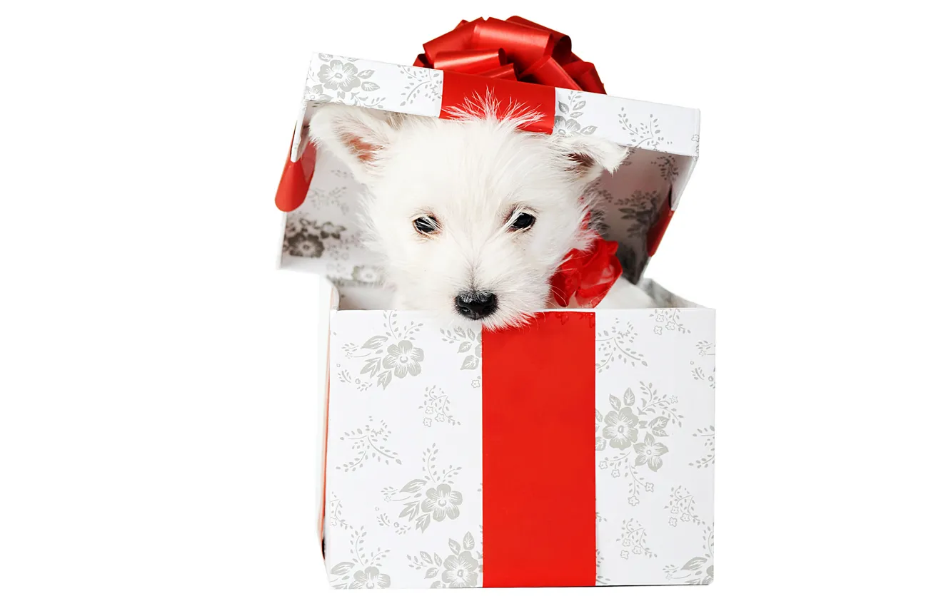 Photo wallpaper animals, white, red, holiday, box, gift, new year, dog