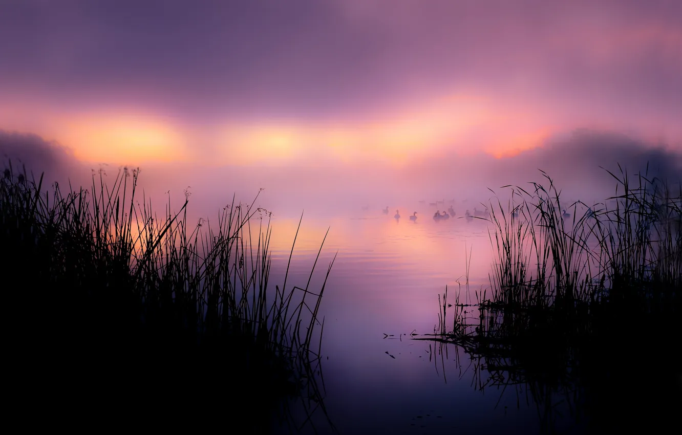 Photo wallpaper fog, lake, duck, morning, reed