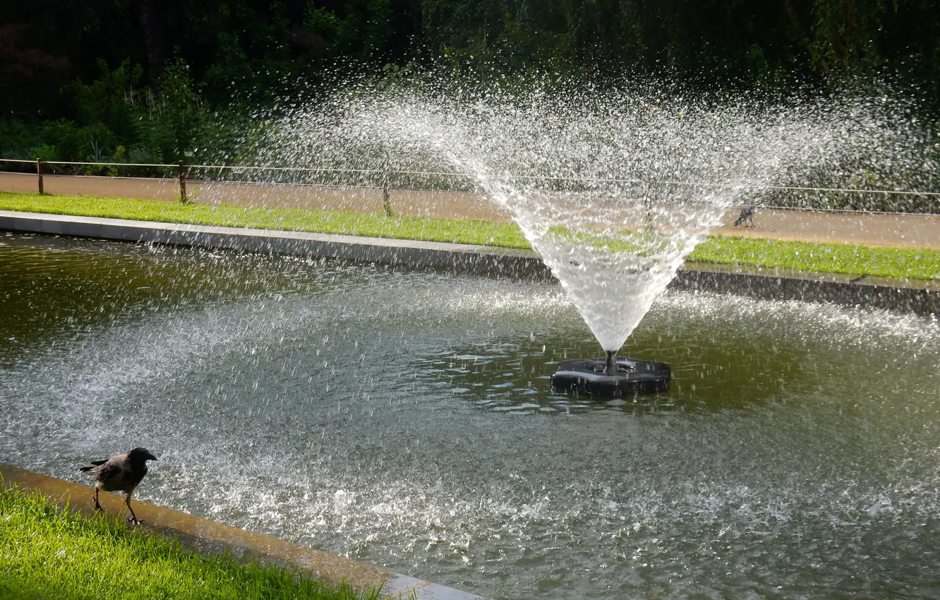 Photo wallpaper grass, Park, widescreen, bird, Wallpaper, crows, fountain, wallpaper