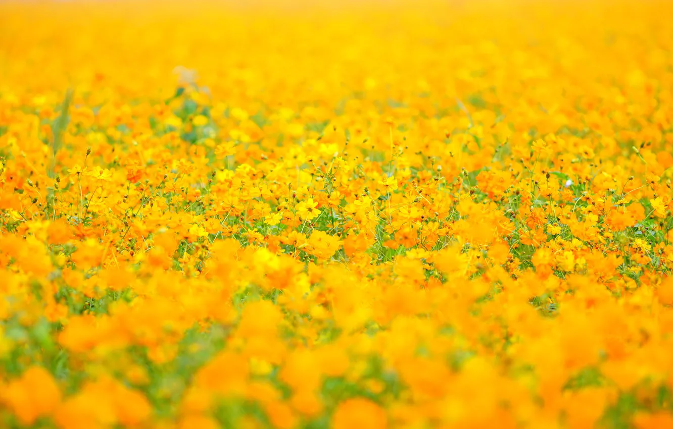 Photo wallpaper field, summer, space, flowers, background, glade, yellow, meadow