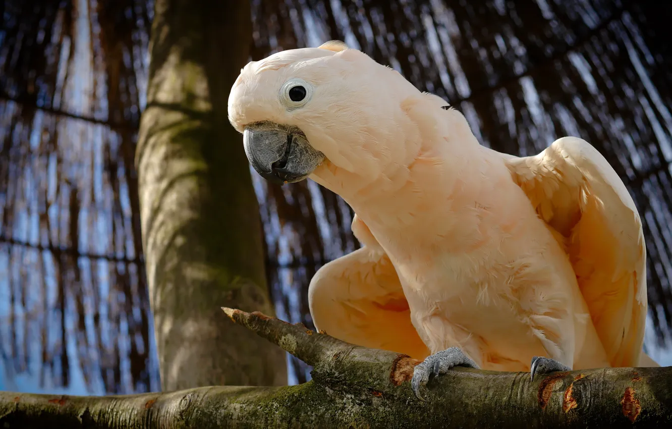 Photo wallpaper bird, parrot, pink, the crossbar, cockatoo