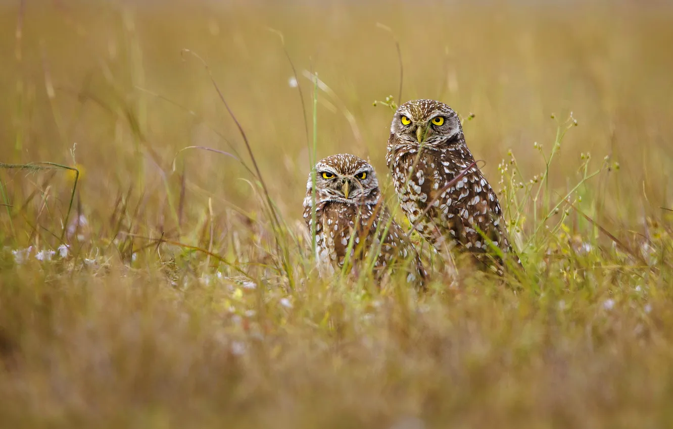 Photo wallpaper grass, look, owl, bird, glade, a couple, owl, two birds