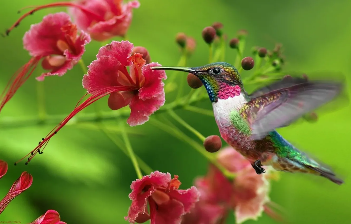 Photo wallpaper flower, nature, bird, beauty, Hummingbird, rainbow, bird, flower