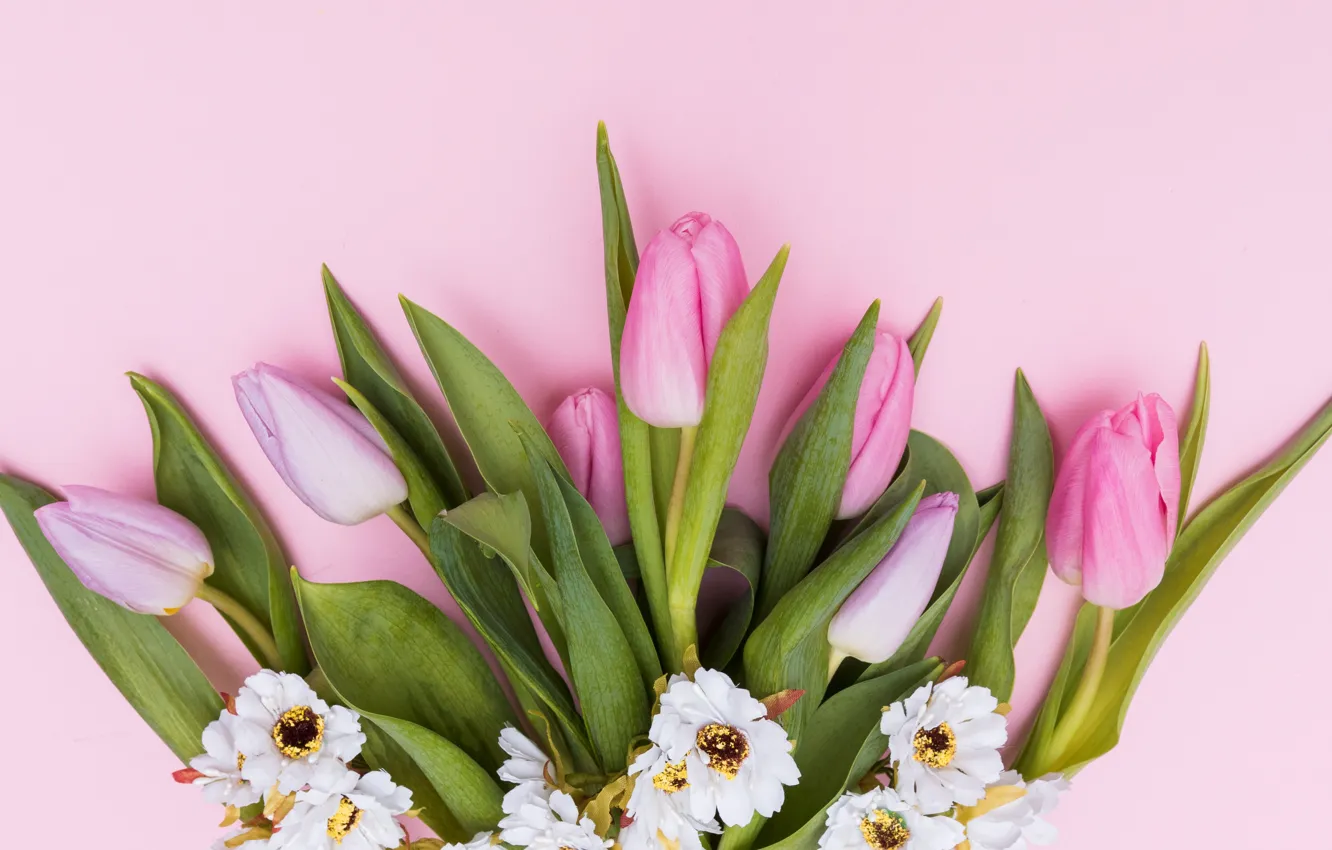 Photo wallpaper flowers, tulips, pink, fresh, pink, flowers, tulips, spring