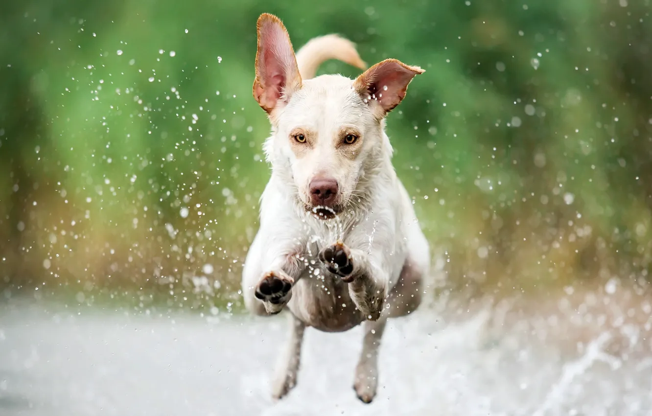 Photo wallpaper squirt, dog, running