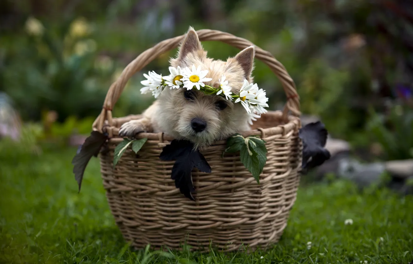 Photo wallpaper gift, basket, dog