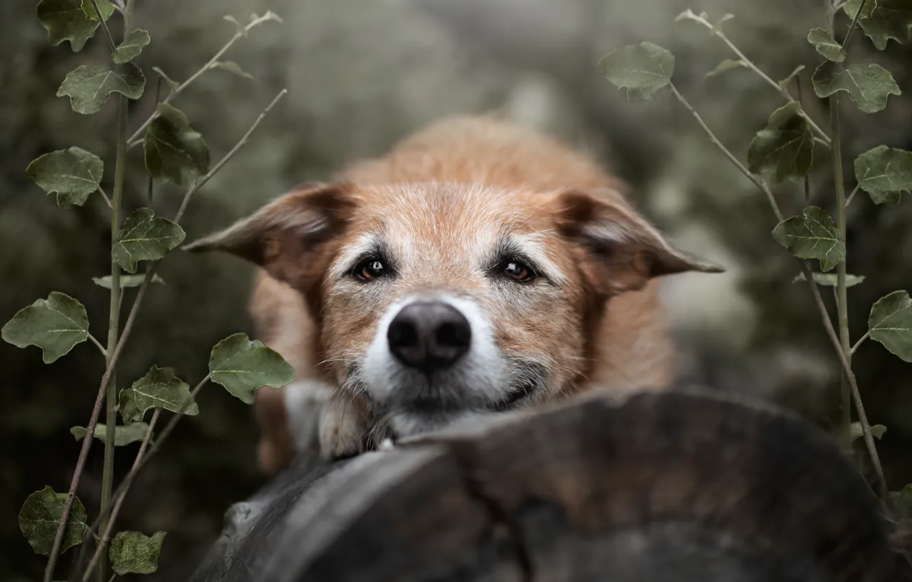 Photo wallpaper look, face, branches, dog, log