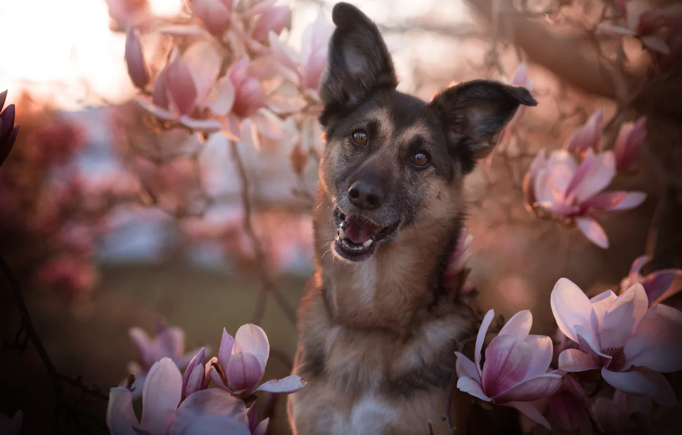 Photo wallpaper face, flowers, branches, smile, portrait, dog, spring, flowering