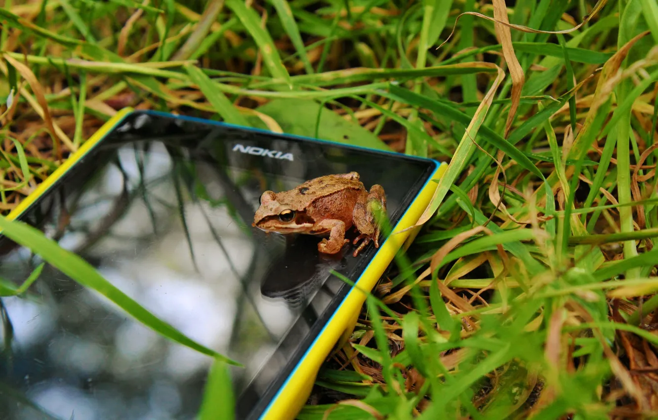 Photo wallpaper macro, frog, phone, Nokia