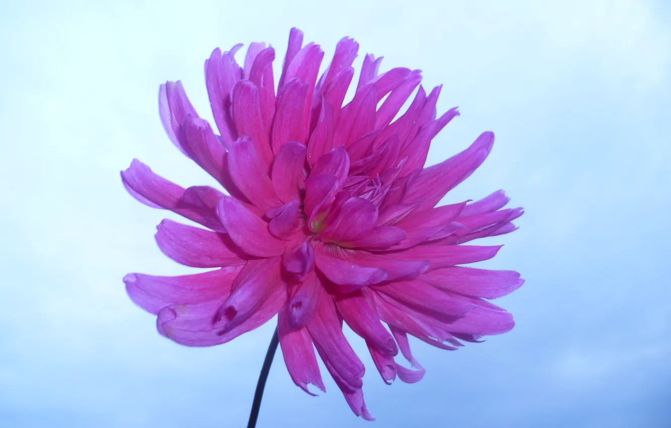 Photo wallpaper the sky, macro, flowers, pink, Belarus, dahlias