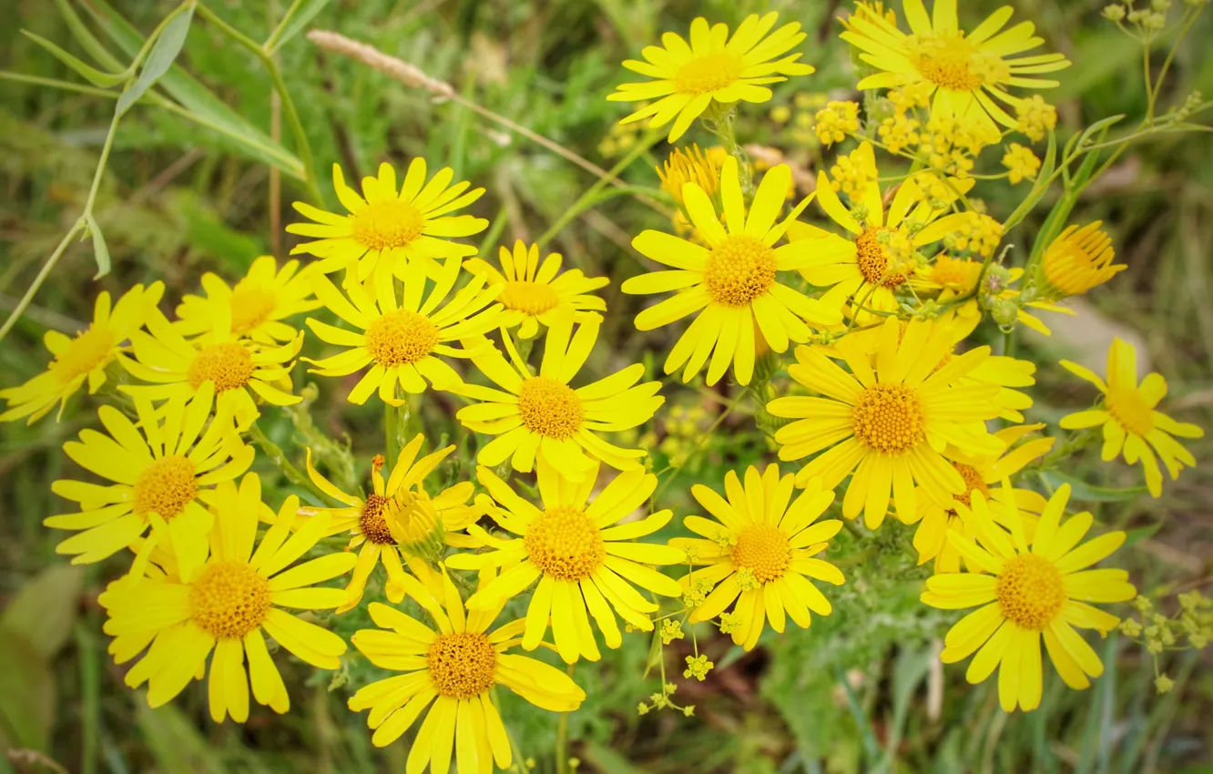 Photo wallpaper summer, flowers, yellow
