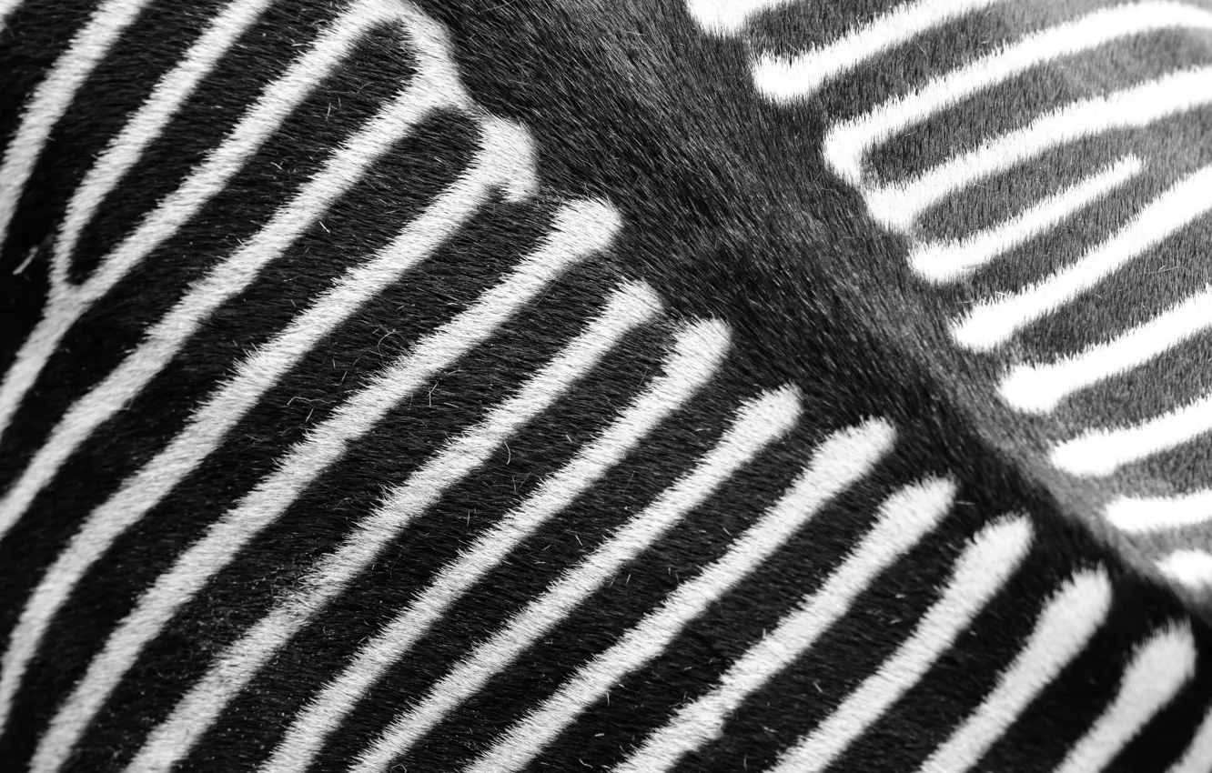 Photo wallpaper strip, Zebra, black and white