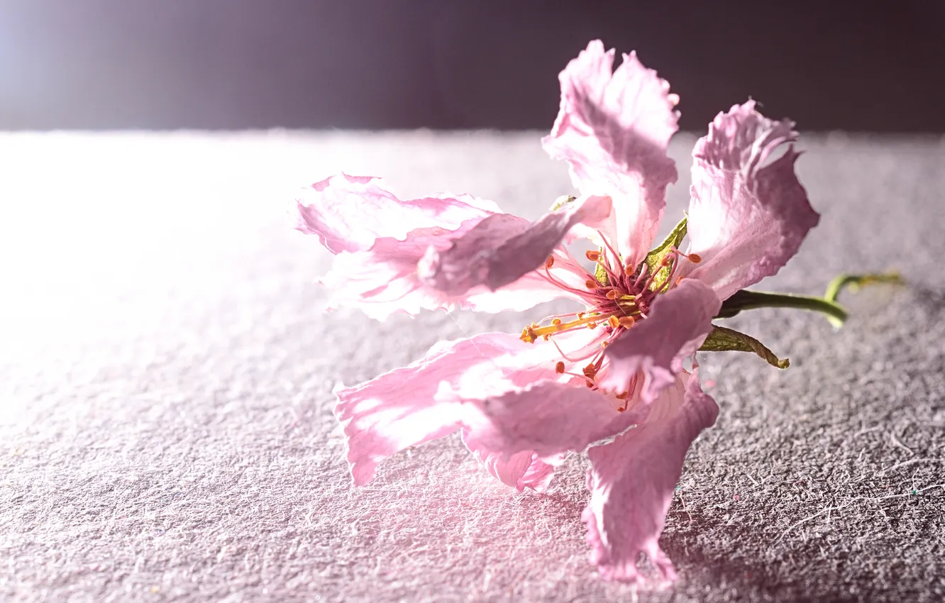 Photo wallpaper flower, surface, pink, petals
