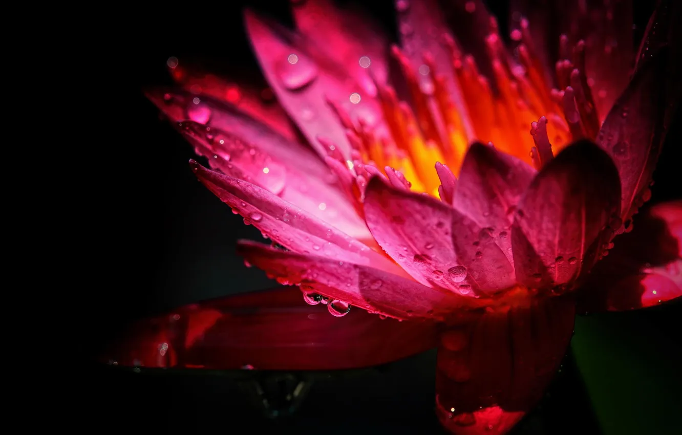 Photo wallpaper flower, macro, pink, water Lily