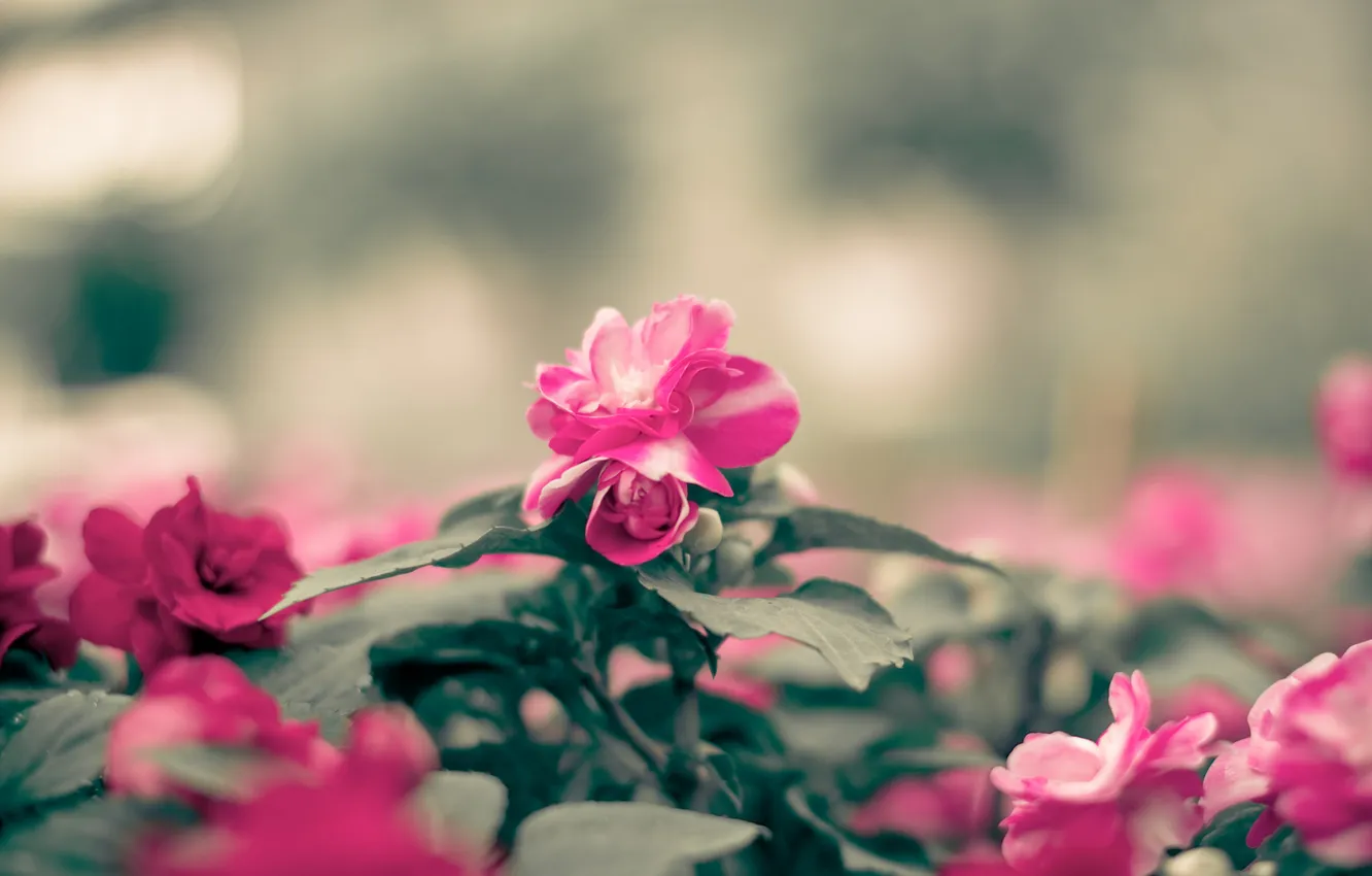 Photo wallpaper flowers, petals, pink