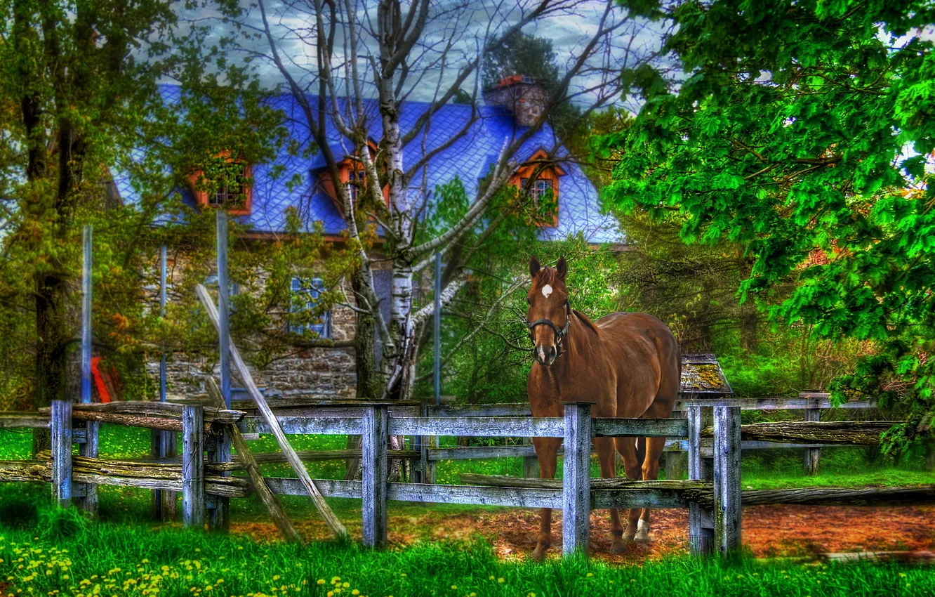 Photo wallpaper horse, the fence, home