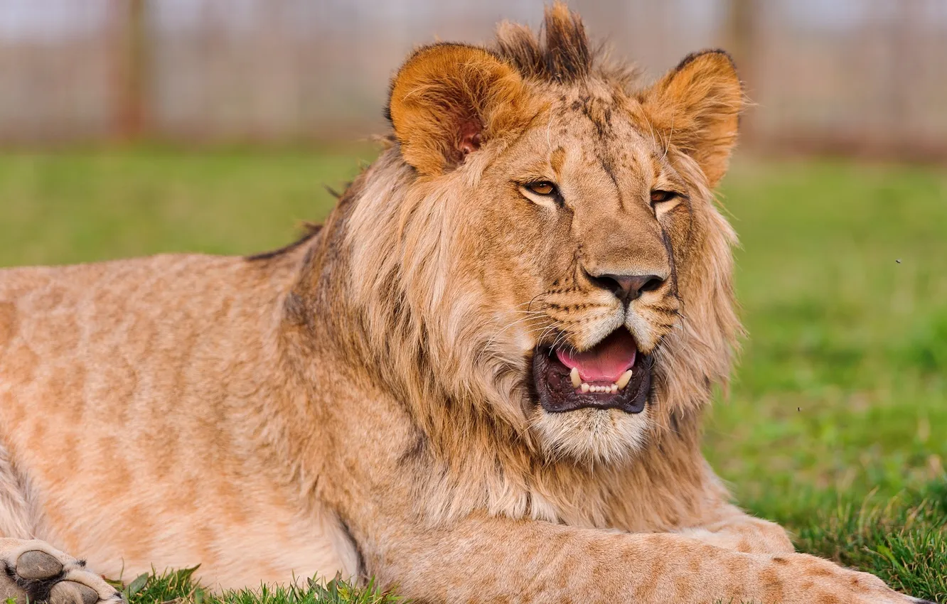 Photo wallpaper Leo, lion, young lion