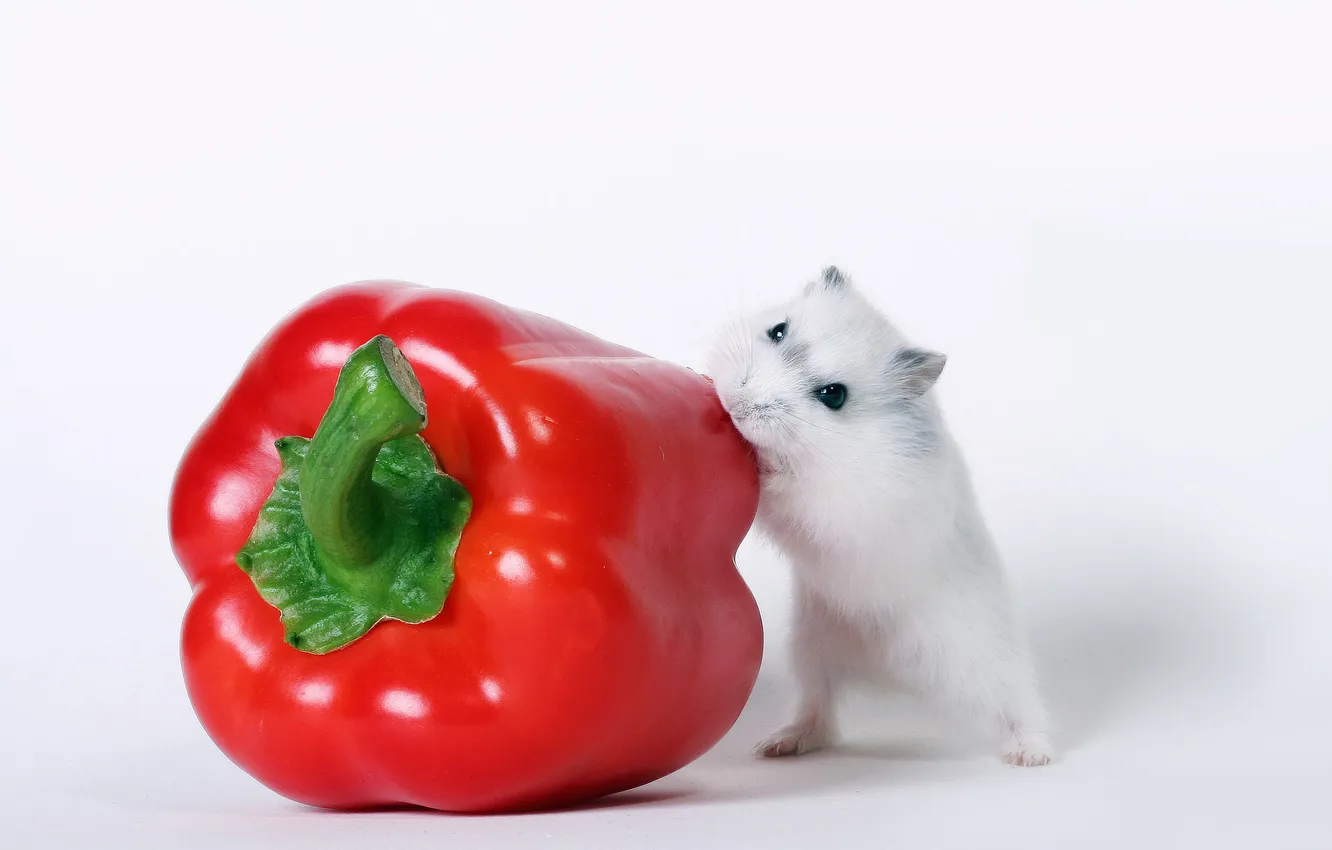 Photo wallpaper white background, Guinea pig, pepper