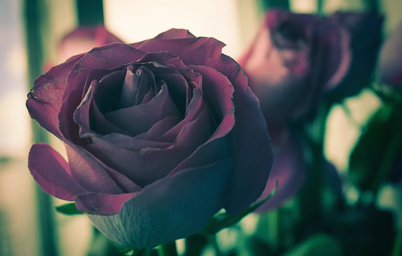Photo wallpaper flowers, dark, roses, focus