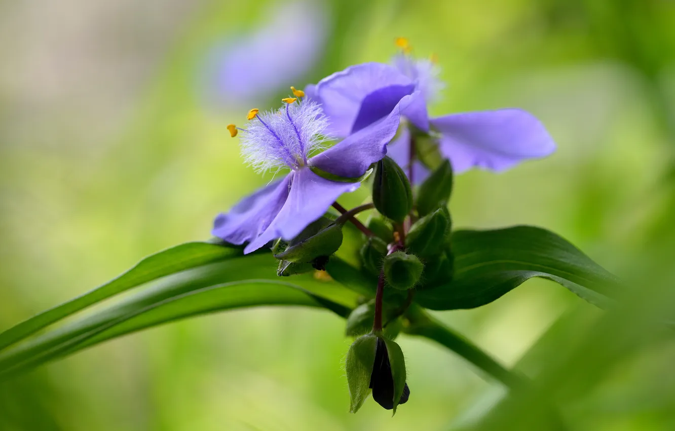 Photo wallpaper leaves, flowers, background, buds, lilac, garden, tradescantia