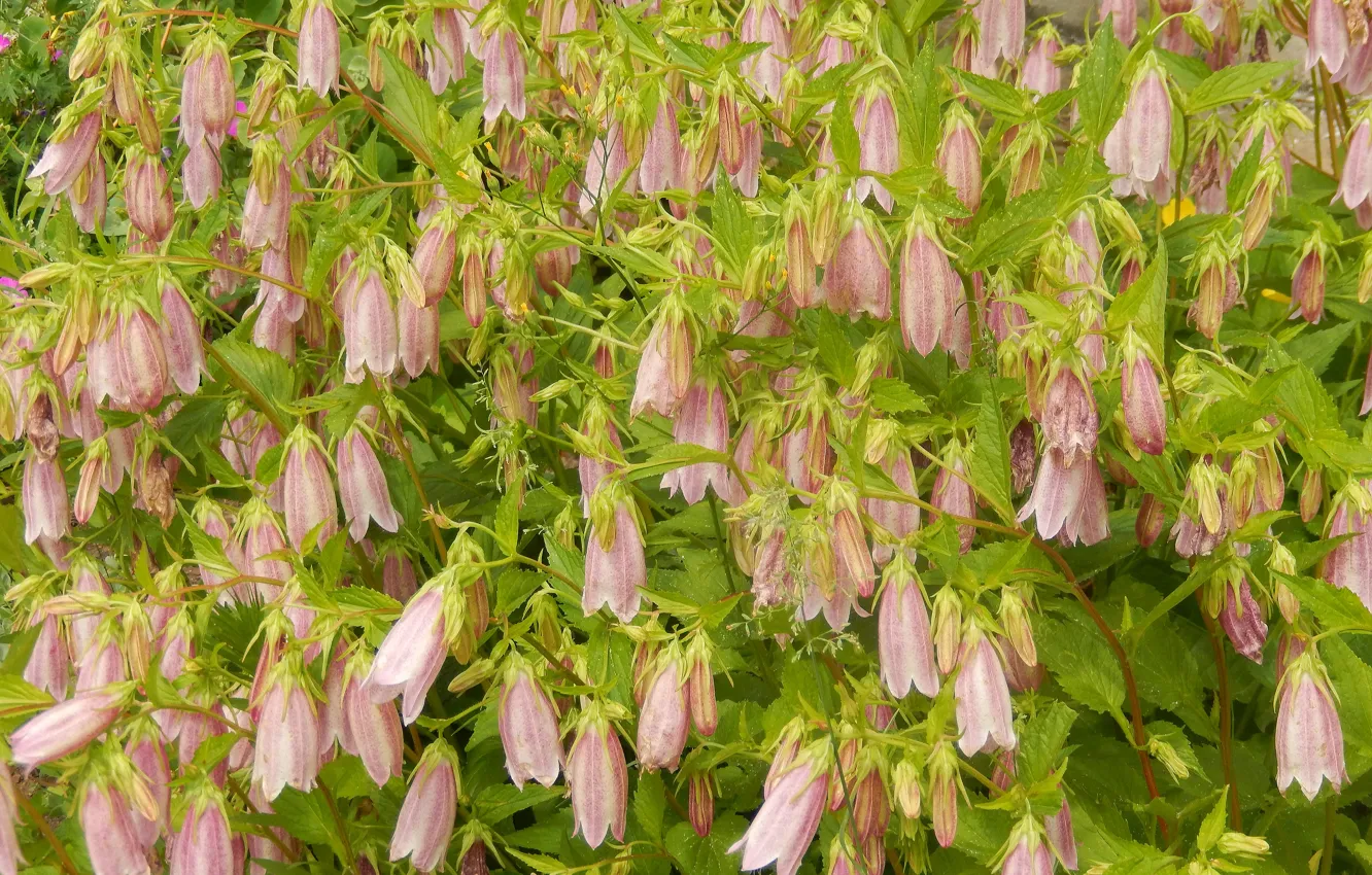 Photo wallpaper flowers, widescreen, Wallpaper, wallpaper, the bushes, widescreen, background, the Wallpapers