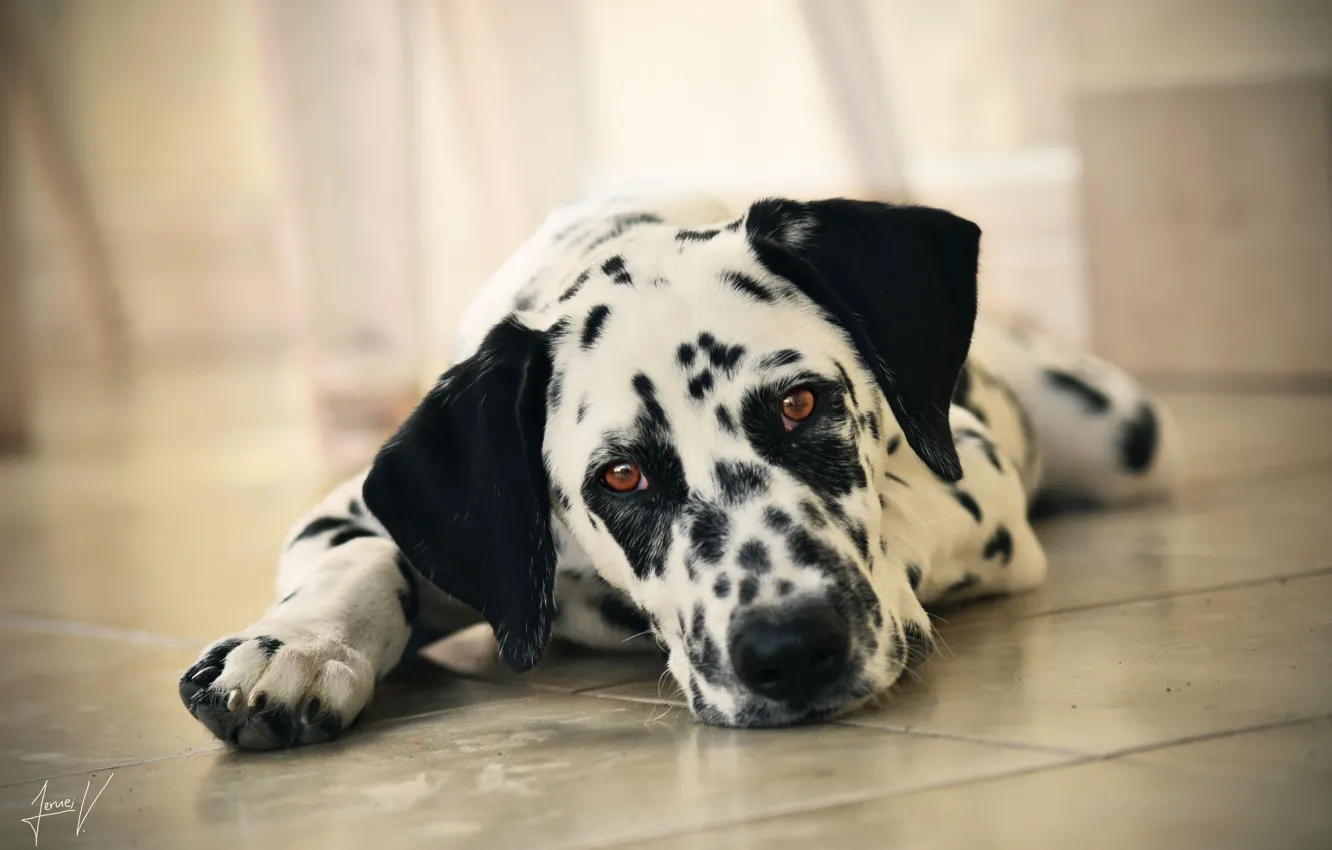 Photo wallpaper look, face, dog, Dalmatian