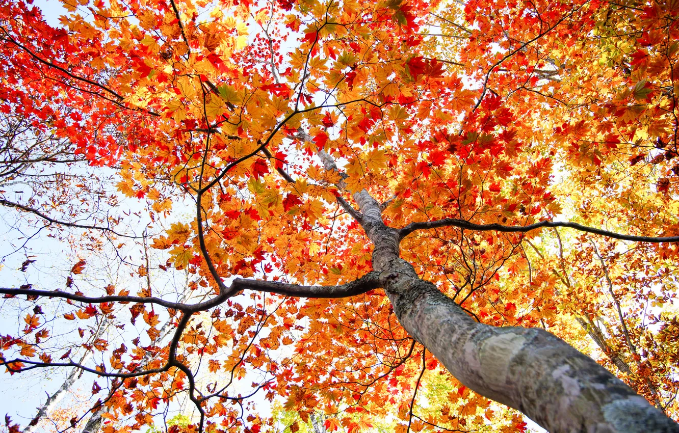 Photo wallpaper autumn, the sky, leaves, trees, trunk, crown