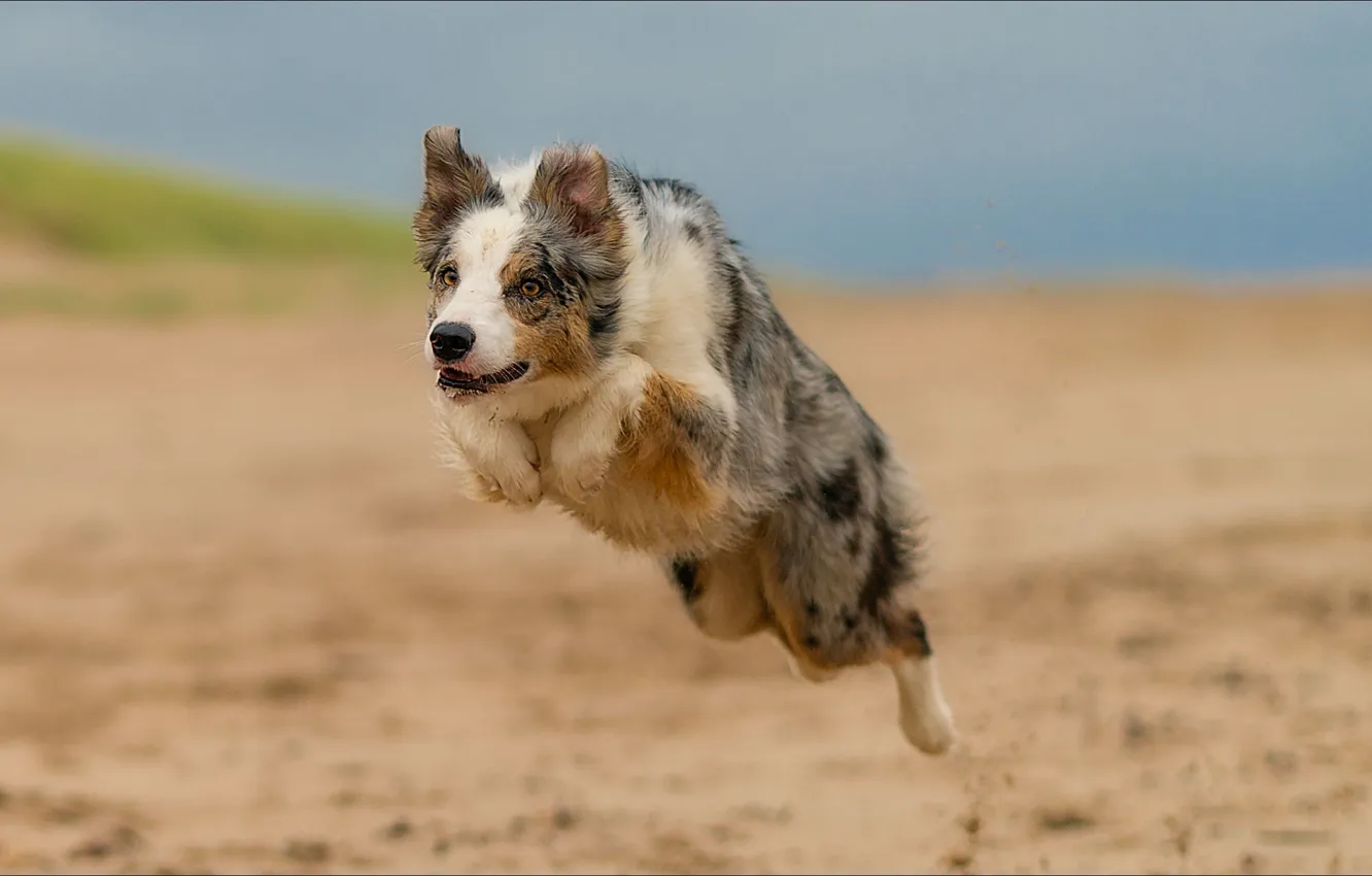 Photo wallpaper jump, dog, jump, the time, dog, Moment
