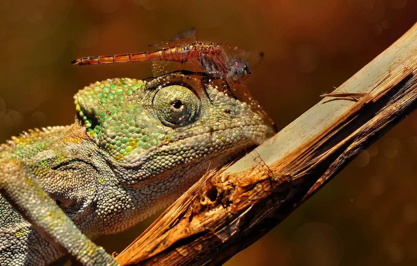 Photo wallpaper macro, branch, dragonfly, lizard, insect, chameleon