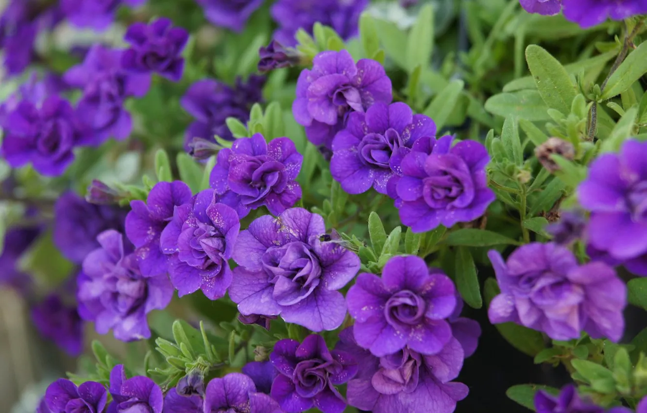 Photo wallpaper purple, flowers, calibrachoa